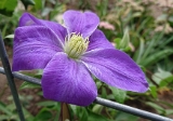 Clematis 'Dianna's Delight' 002
